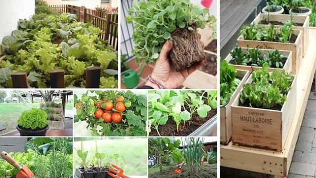 Como Fazer uma Horta no Espaço de Tua Casa