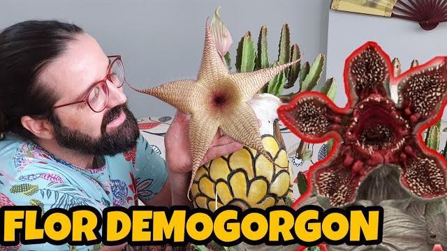 Suculentas Demogorgon – Stapelia Gigantea e Dicas de Cultivo