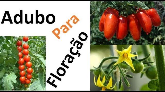 Tomates: Adubação para Segurar a Florada e mais Dicas Contra Nematoides