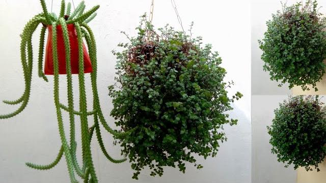 Plantas Pendentes de Crescimento Rápido