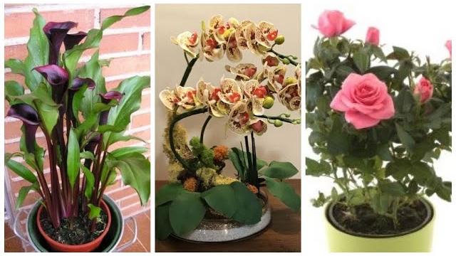 7 Plantas de Sombra com Flores que Dará Vida a tua Casa
