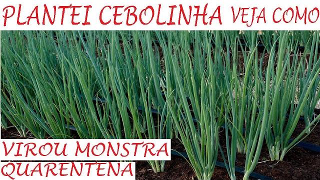 Plantei Cebolinha e Virou Monstra, Veja Como