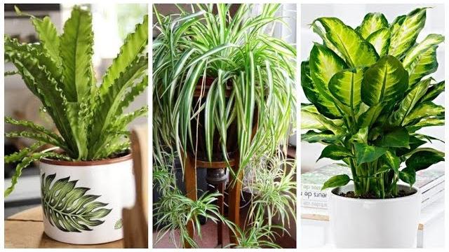 10 Plantas Perfeitas para Decorar o Banheiro