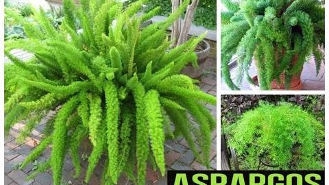 8 Variedades da Planta Aspargos
