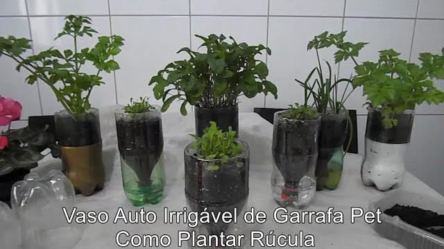 Como Plantar Rúcula – Vaso Auto Irrigável de Garrafa Pet
