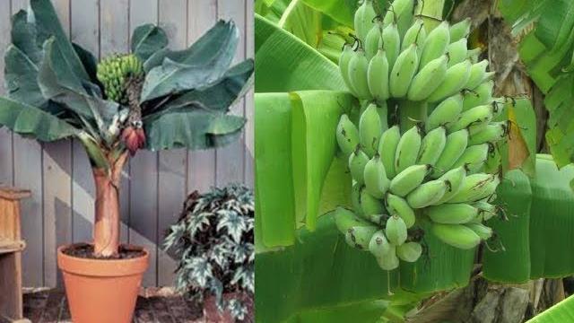 Como Cultivar Bananeira Anã em Vaso