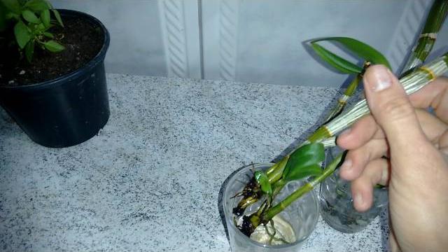 Recuperação Rápida de Orquídeas na Água