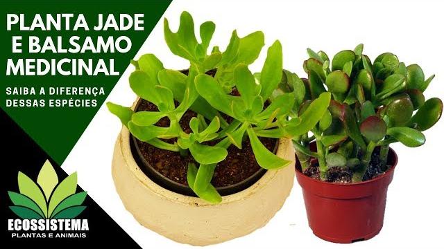 Plantas Jade e Balsamo Medicinal veja a Diferença dessas Espécies