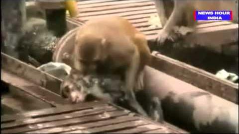 Macaco tenta salvar amigo que ia morrer eletrocutado nos trilhos do trem