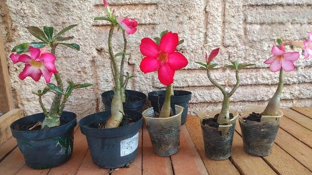 3 Coisas Indispensável para Floração da sua Rosa do Deserto