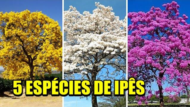 5 espécies de Ipês Árvores Nativas do Brasil