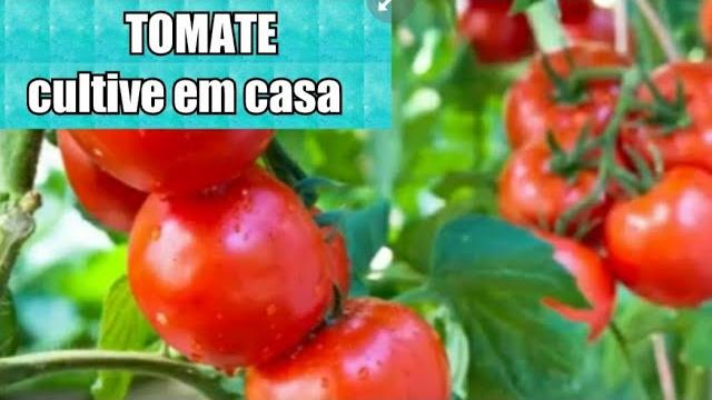 Plante Tomates em Vasos sem Agrotóxicos