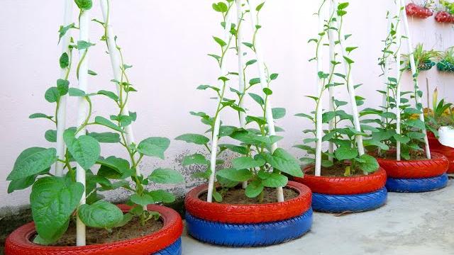 Recicle Pneus Velhos Para Plantar Verduras e Legumes Em sua Casa