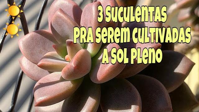 3 Plantas Suculentas de Sol Pleno