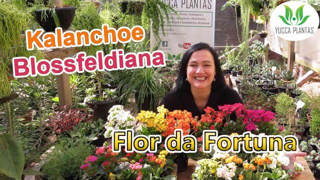 Conheça A Flor Da Fortuna