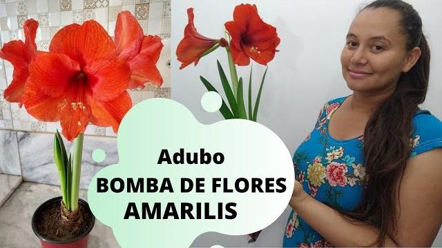 Amarílis Adubo Bomba De Floração
