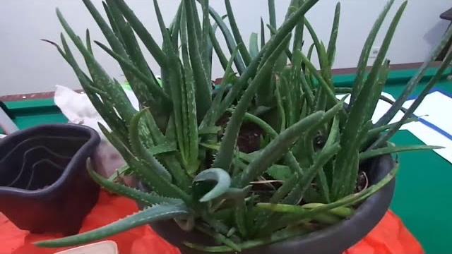 Plante Aloe Vera Do Jeito Mais Fácil