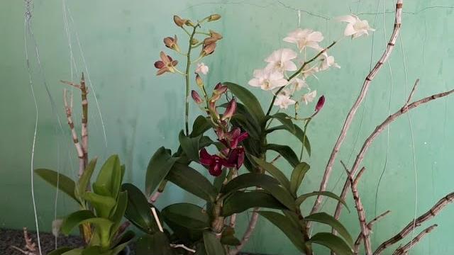 Como Cultivar Orquídea Denphal