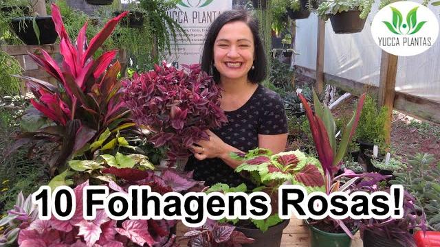 10 Lindas Folhagens Rosas