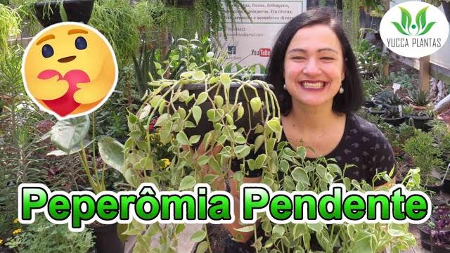 Peperômia Pendente – Conheça Essa Linda Suculenta