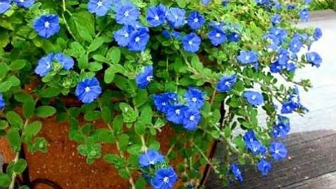 Como Plantar A Flor Azulzinha