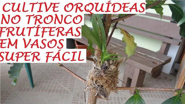 Aprenda a Cultivar Orquídeas nos Troncos de Frutíferas nos Vasos