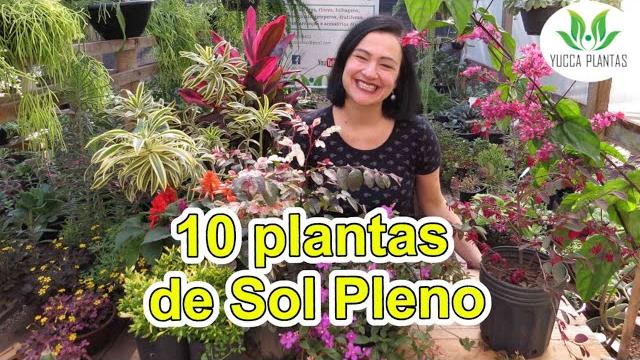 10 Lindas Plantas de Sol Pleno