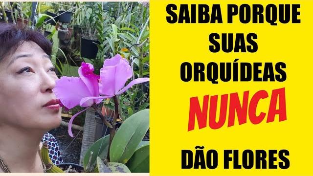 3 Dicas Para Sua Orquídea Florir O Ano Todo