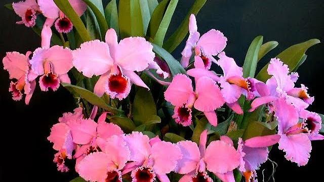 Como Aumentar O Número De Flores Da Sua Orquídea