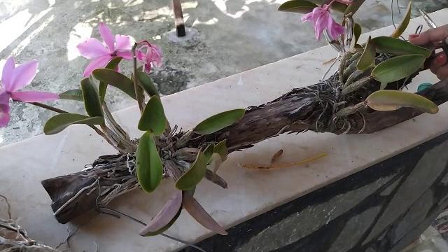 O Que Fazer Depois Da Floração Da Sua Orquídea