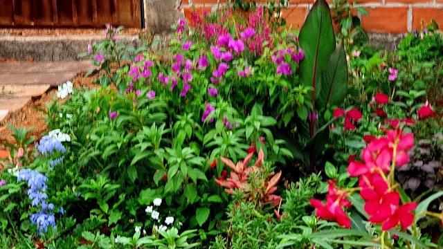 8 Plantas Floríferas Para Canteiro Em Local Ensolarado