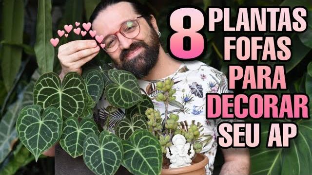 8 Plantas Fofas Para Decorar Sua Casa