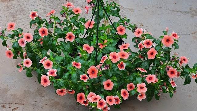 7 Plantas de Lindas Flores Para Serem Cultivadas em Vasos Dentro de Casa