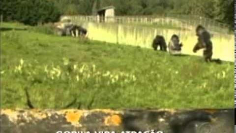 Gorila faz sucesso na internet depois de andar ereto igual humanos