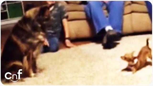 3 cachorros brincam na sala, mas a reação do menor chama a atenção de todos