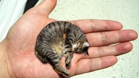 O gato mais pequeno do Mundo