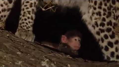 Leopardo mata mãe babuíno e cuida de filhote órfão