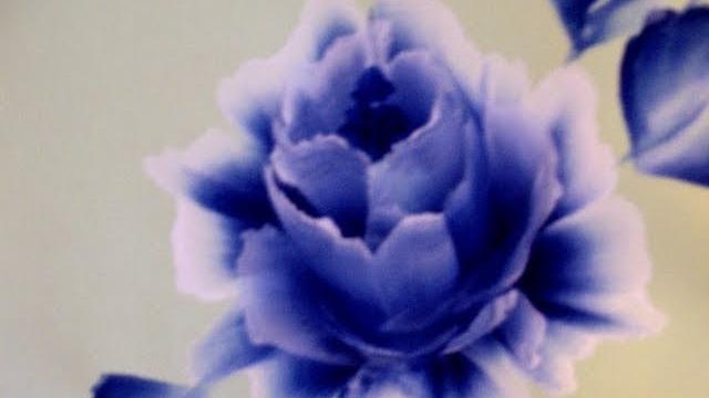 Pintando uma rosa azul muito bela