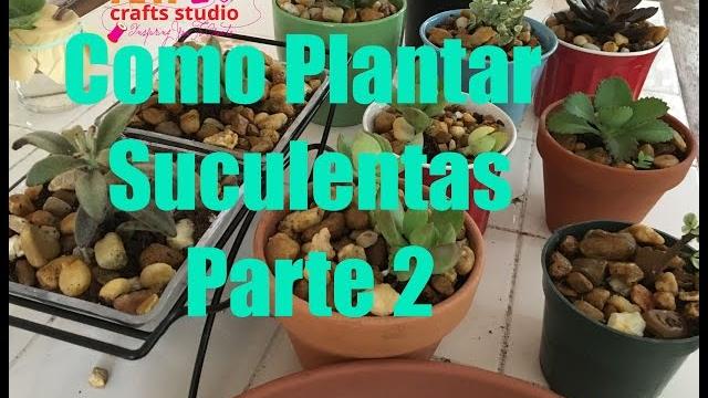 Como Plantar Suculentas Parte 2 – How To Plant Succulents Part 2