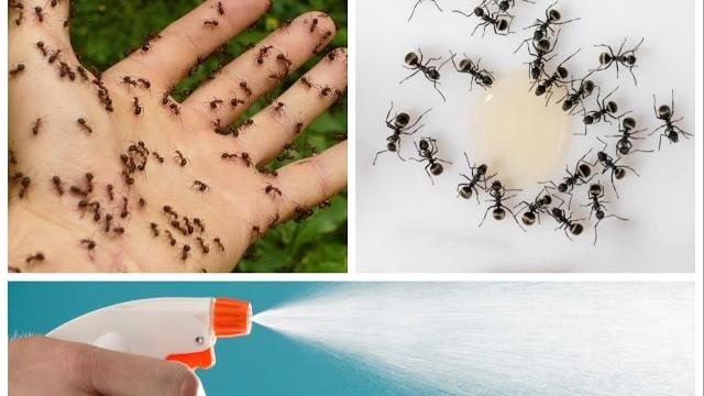 Pulverize esta simples mistura e você nunca mais vai ver formigas em sua casa