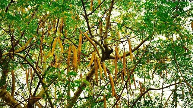 Moringa Oleífera – A árvore da vida – Conheça seus Benefícios