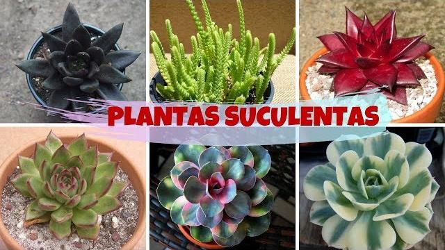 10 Espécies de Plantas Suculentas que Poucos Conhecem