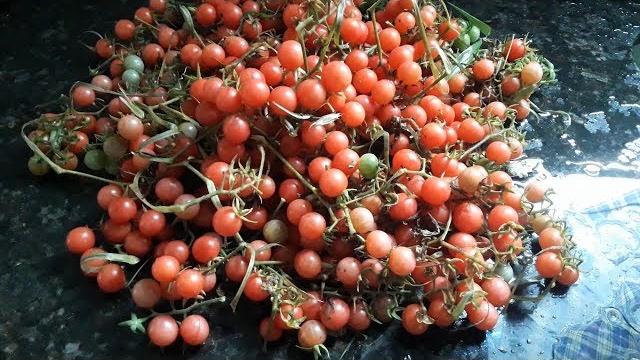 Como Colher 4 quilos de Tomate Cereja em 5 Pés – Sem Agrotóxico