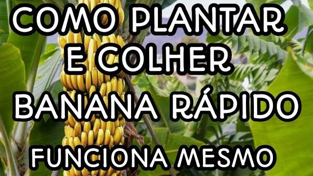 Como Plantar e Colher Banana Rápido – Técnica Incrível