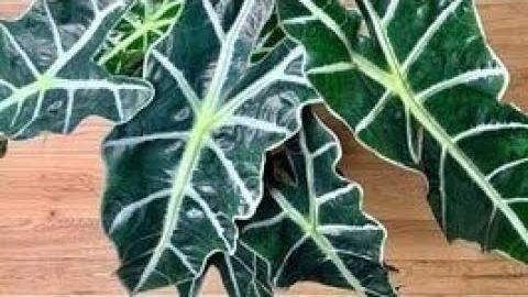 7 Detalhes sobre a Alocasia Punhal Malaio