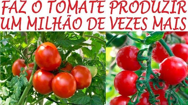 Adubos e Dicas de como Produzir mais Tomates