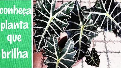 Alocasia – Dicas e Cuidados desta planta de meia-sombra