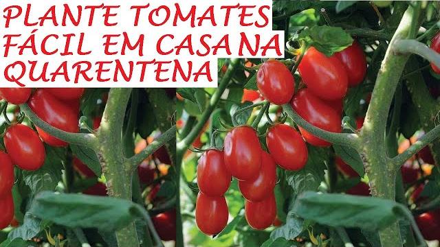 Como Plantar Tomates Cereja e Tomates Uvas em Casa
