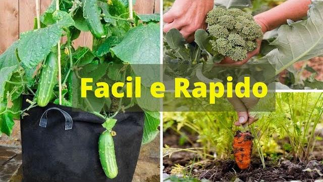 10 Vegetais Fácil de Cultivar e Produz Rápido