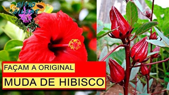 Como Plantar Hibiscus ou Vinagreira Por Galho